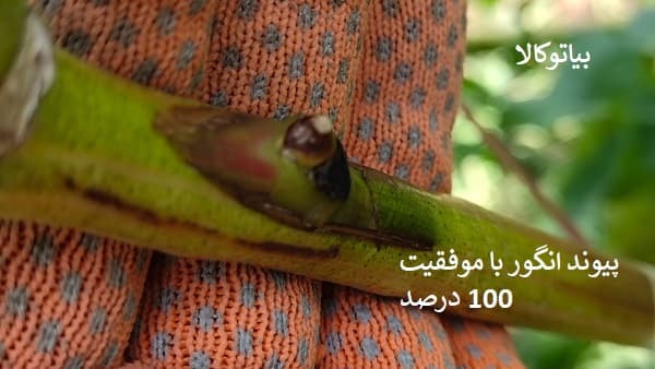 پیوند انگور گام به گام(با موفقیت 100 درصد)